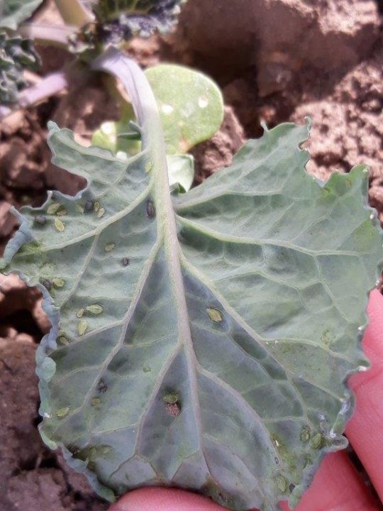 Mszyca brzoskwiniowo ziemniaczana.jpg