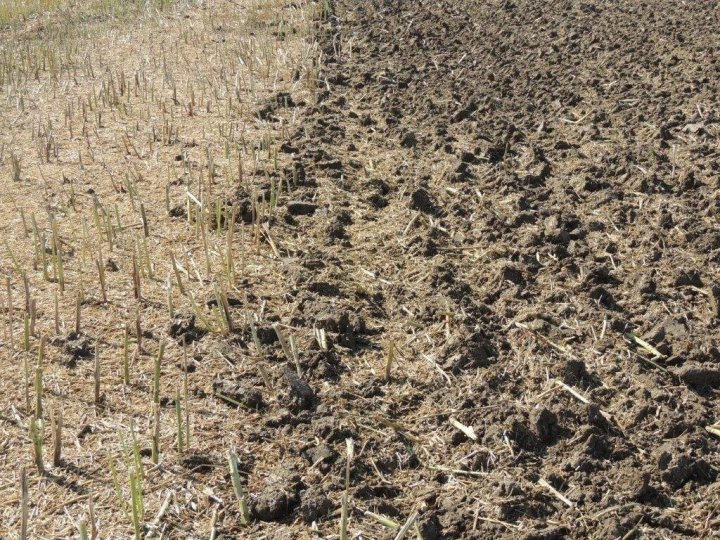 Po aplikacji REWITAL PRO + jak najszybciej przemieszać glebę.jpg