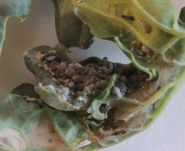 Mszyca kapuściana (2).jpg