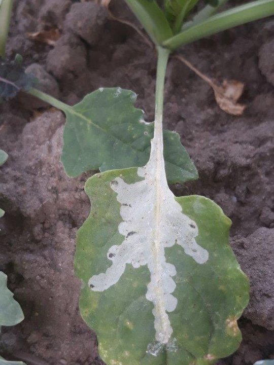 Miniarki na rzepaku.jpg