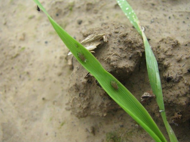 MSZYCA CZEREMCHOWO ZBOŻOWA (2).jpg