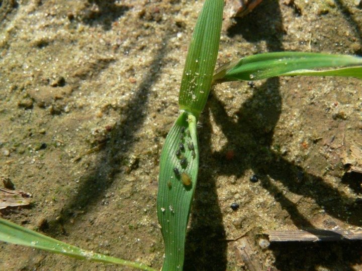 MSZYCA CZEREMCHOWO ZBOŻOWA.jpg