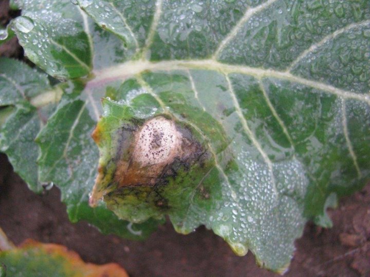 SUCHA ZGNILIZNA KAPUSTNYCH.jpg