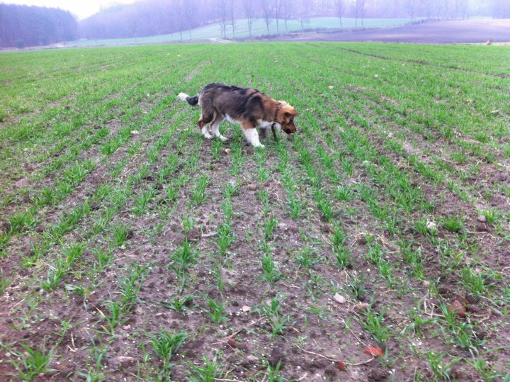 Żyto 'Granat'  siane 29.09.2018.JPG