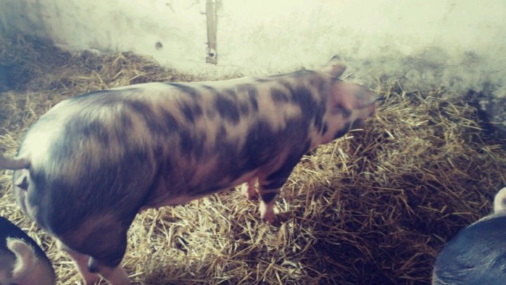 świnieeeeeeeeeeeee 4jpg.jpg