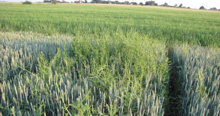 przytulia kontrola.jpg