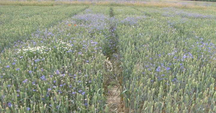 kontrola vs standard.jpg