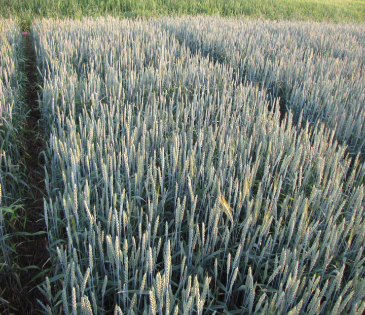 przytulia Saracen Max_oryginał.png