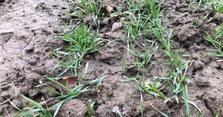 Dobra kondycja pszenicy ozimej – późny siew.JPG