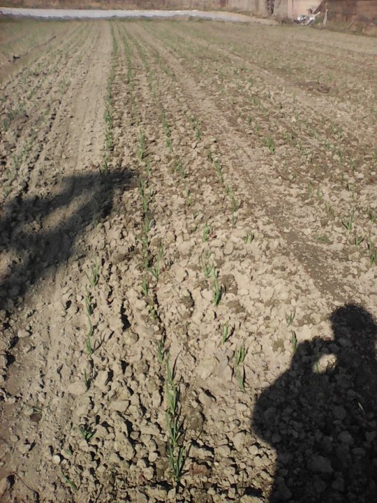 po chwastowniku (2).jpg