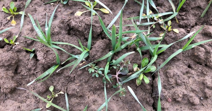 Pszenica ozima – późny siew.JPG