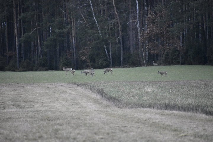 _DSC0205.JPG