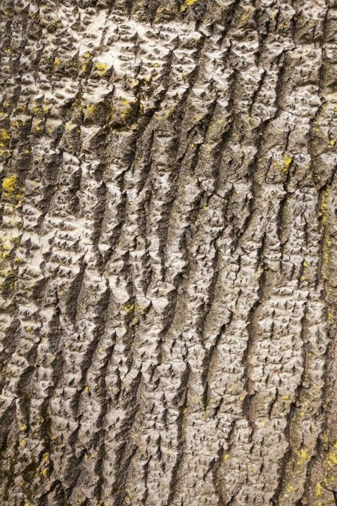 depositphotos_68669667-stock-photo-bark-of-white-poplar.thumb.jpg.0120b7e4fa5762e8bb2e73380b14f15a.jpg