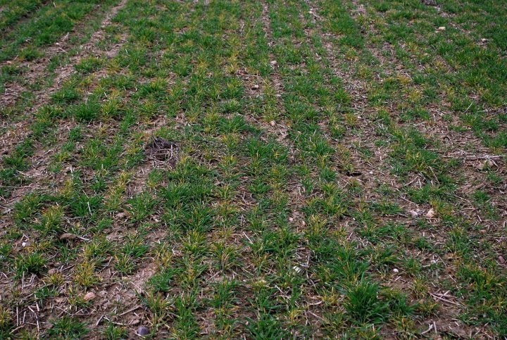 Kilimanjaro 22.03 (9).JPG