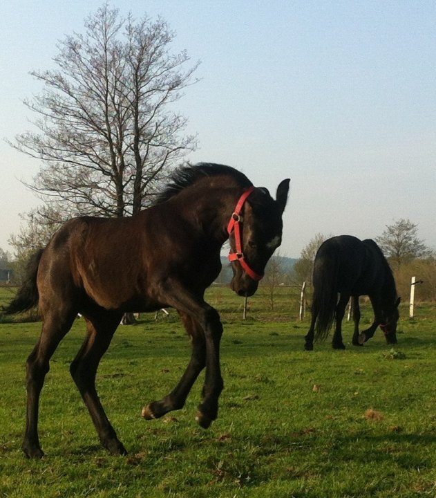 źrebie 10.05.2019.JPG