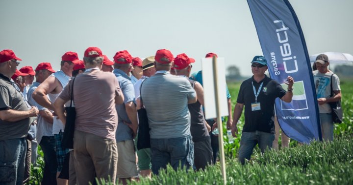 Dni Pola CIECH Sarzyna 2019 II.jpg