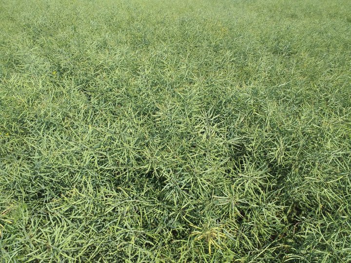 Chrobry 15.06.2019.jpg