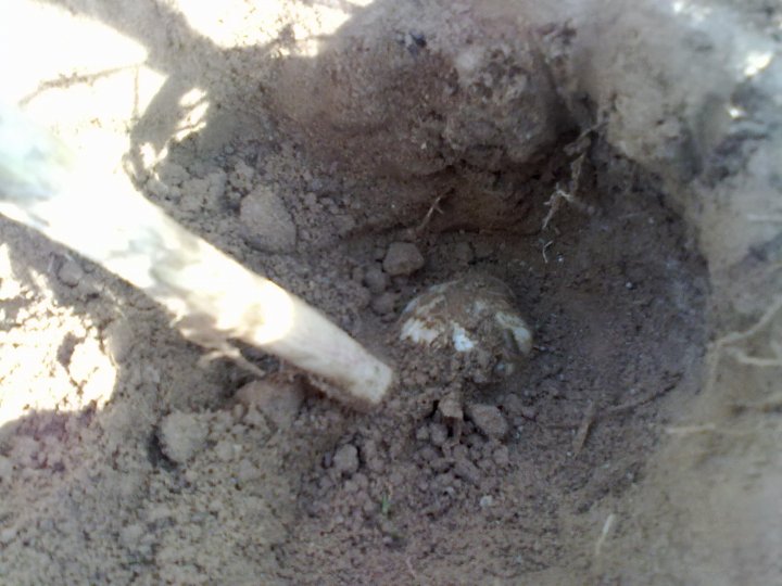 moje zdjecia 442.jpg