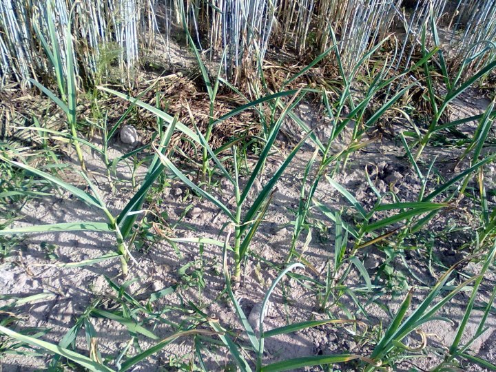 moje zdjecia 440.jpg