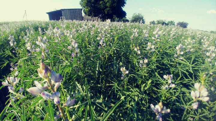 Łubin 2019 odmiana Dalbor.jpg