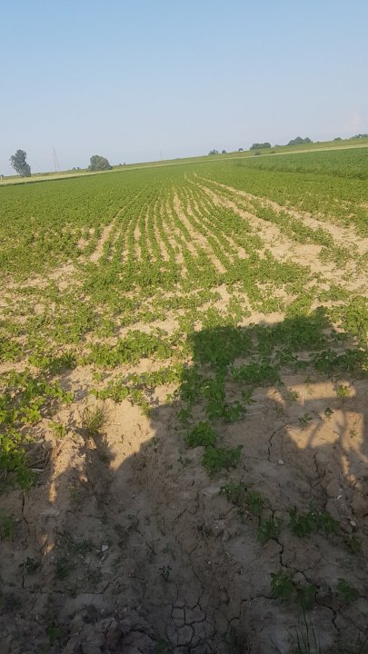 soja przed dr (1).jpg