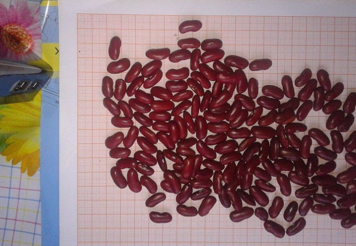 2018 04 05 fasola Wawelska2.jpg