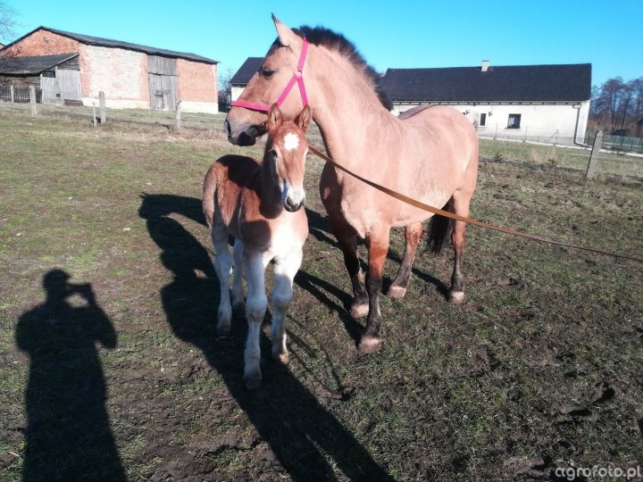 klacz_ze_zrebakiem_a1e0e93b6176ce537a9fe3431e24f946 (1).jpg