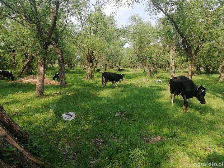 pastwisko__6ffc7df45e4742f8dcc7814b2a164143 (2).jpg