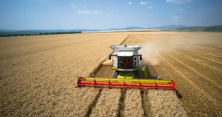 Kombajn CLAAS LEXION w pszenicy_af.jpg