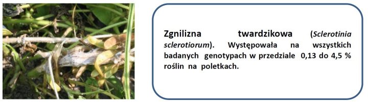zgnilizna twardzikowa.jpg
