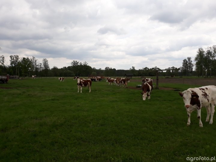 krowy_i_jalowki_na_pastwisku_5b9af24f0f6fc2cfd49d78a278f7a23a (2).jpg