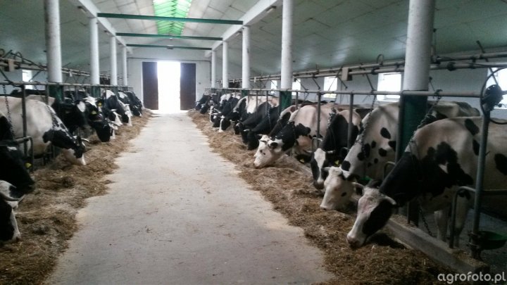 jedza_i_mleko_produkuja☺_dfab1fb17031ec5345197e397856aa4d (1).jpg