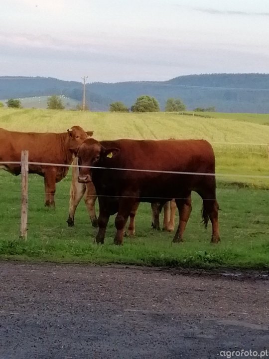 byk_angus_czerwony__ecd63f95014a7c4106cc3b6890c06646.jpg