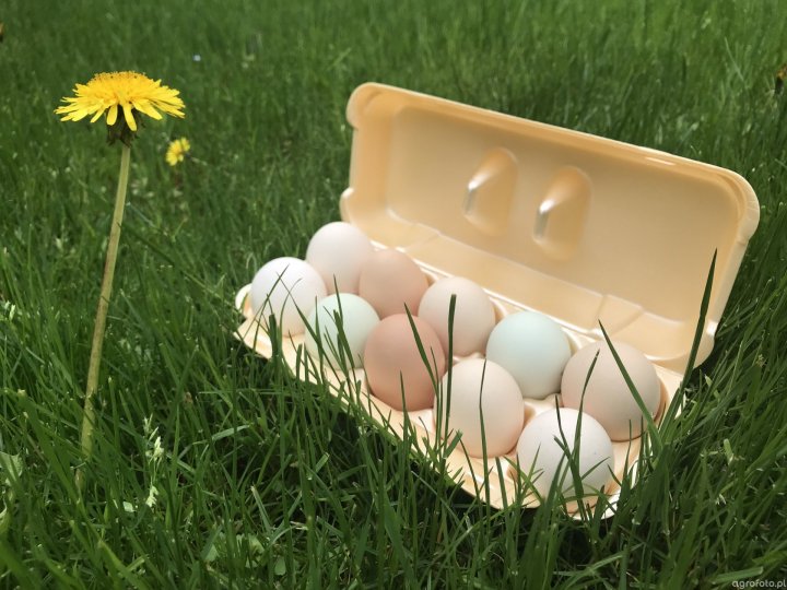 jajka_z_mazur_6ed5cfef8375ba5001b02f9de1424fcd.JPG