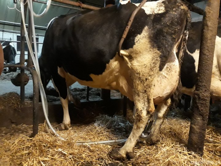 krowa_3_laktacja__554674c58d4bd40cc04de80d514303ae.jpg