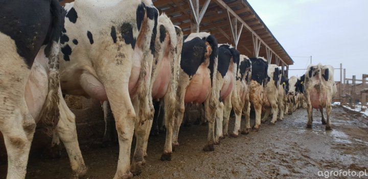 krowy_mleczne_b15da61a47d605bc9659289d518eaaee.jpg
