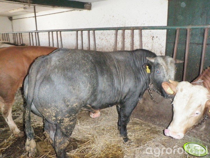 byczek_2333_78_61917 (1).jpg