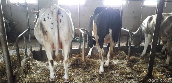 jalowki__3eecf163d2fe1754645e2a603ef7cfae (1).jpg