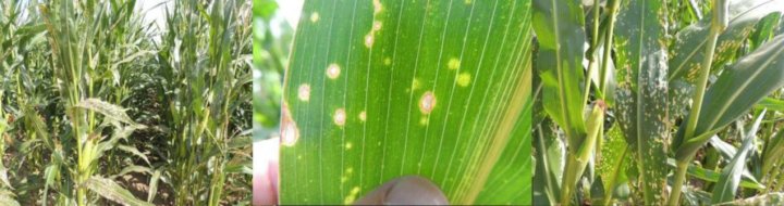 zdj do Komunikat 3-af.jpg