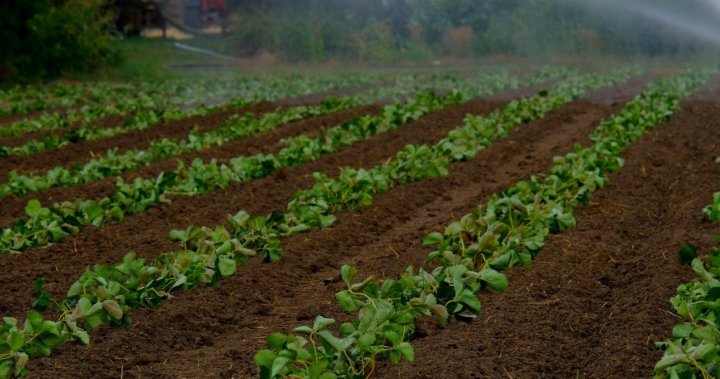 pole truskawek-af.jpg