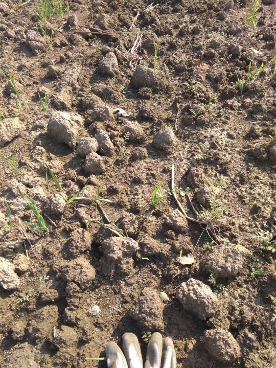 Facelia. Mikoda. 18 dni po siewie..jpg