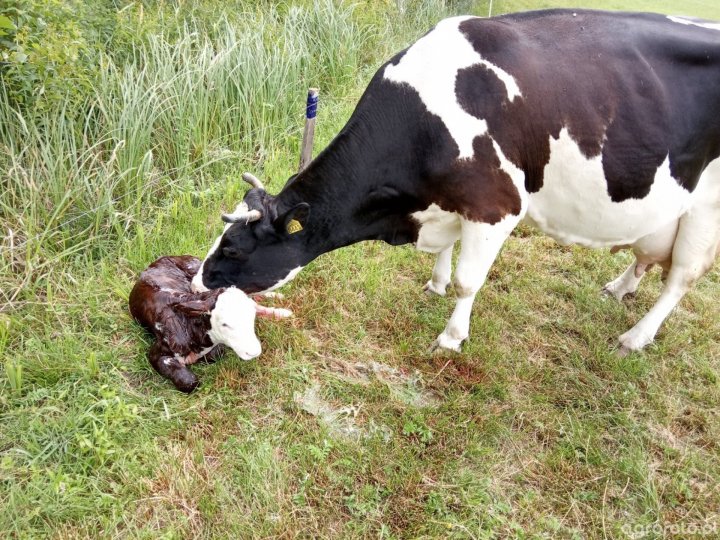 krowa_z_cielakiem_771f8c4c8bc0185d478bcadad2b37eb9 (1).jpg