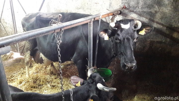 4_laktacja_krowa_f3b09b53b7e1f5c2df79128e2a252911.jpg