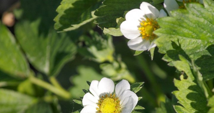 truskawki kwitnące-af.jpg