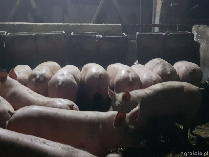 tuczniki_4ae41ba96ef046ccb6f1b601e105328d (1).jpg