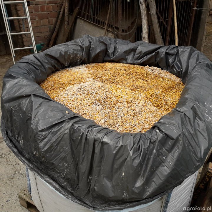 big-bag_kukurydzy__e0d4afe8783156873bc8ec621ca4d5d3.jpg