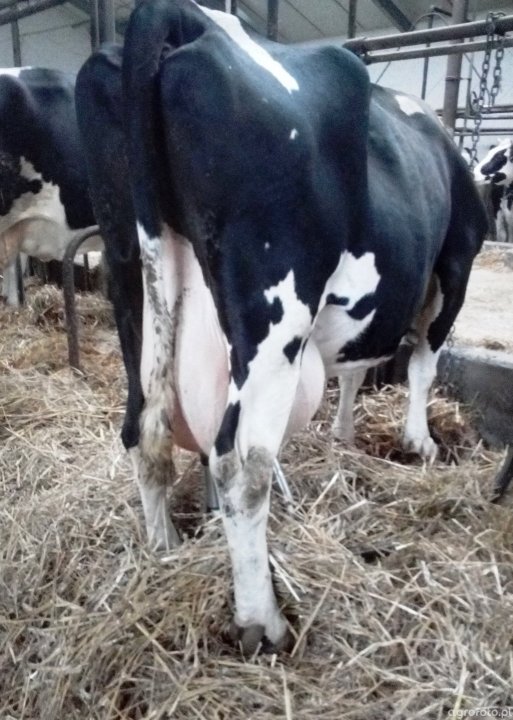 krowa_c92094800cab7144ede048aeed656779.jpg