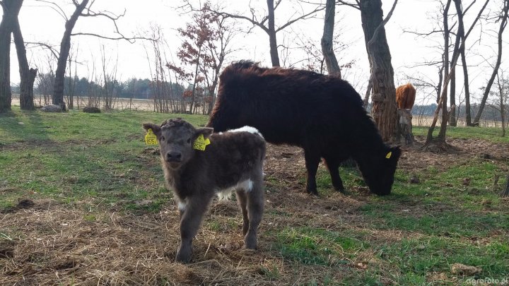 krowa_galloway_i_byczek_413ebe5565fd3a1878de0c838dcabe64.jpg