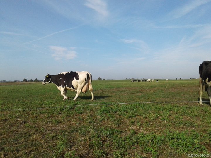 krowy_pod_prysznicem_a6b2b87e779159c296ca036e2ae7394a (1).jpg