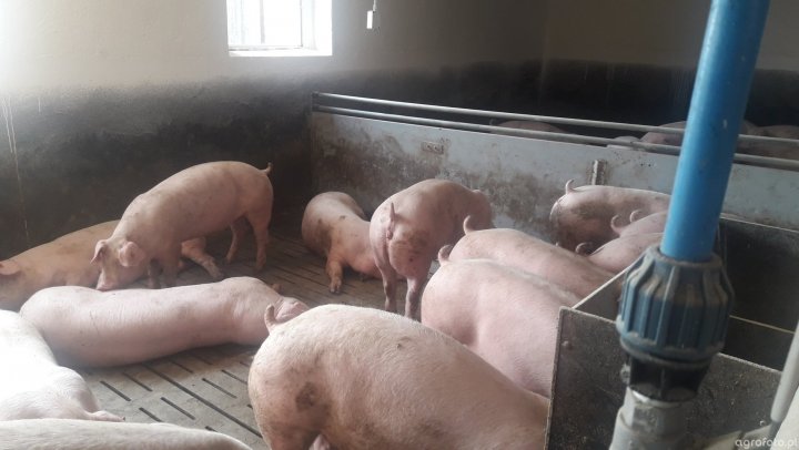 trzoda_5bc2251e5ff2856b4ede7567172e726e (2).jpg